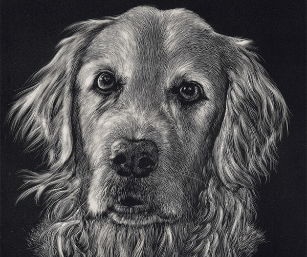 Goldie scratchboard Anne Palmer Desert Morning Studios FastWinn Web design Tucson AZ